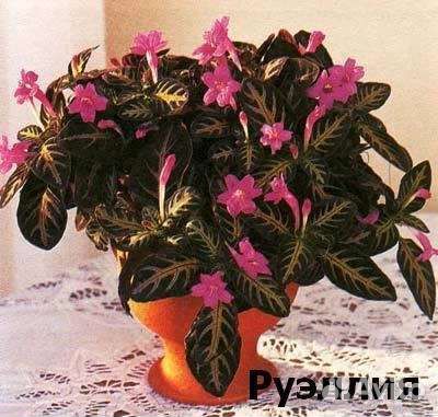 Руэллия,лантаны и др цветы