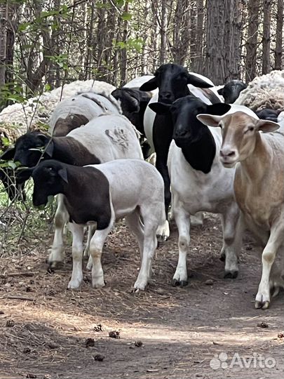 Бараны дорпер