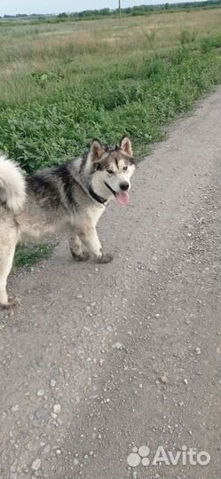 Аляскинский маламут