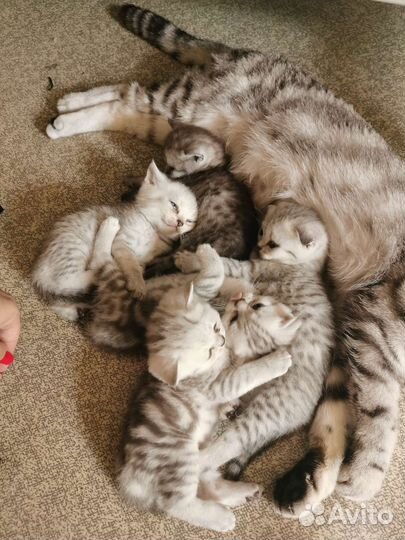 Шотландские вислоухие котята и прямоухие