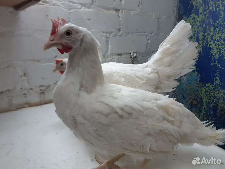 Куры несушки