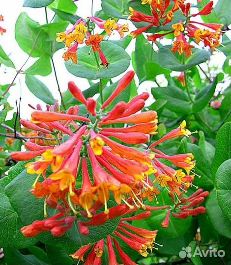 Жимолость каприфоль