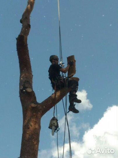 Спил деревьев валка деревьев