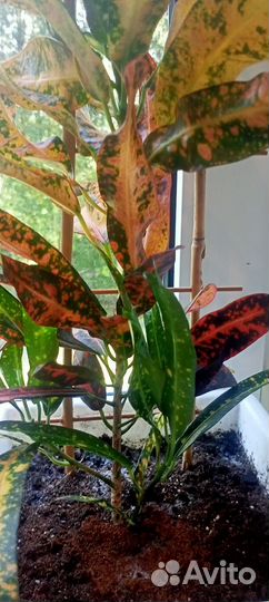 Кротон батик