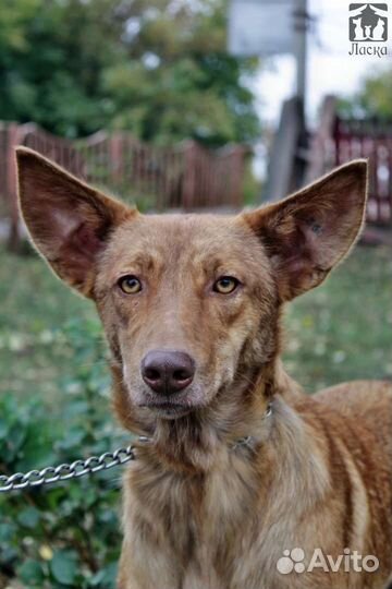 Ява в добрые руки