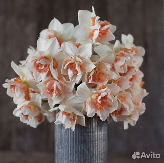 Луковицы нарциссов Replete