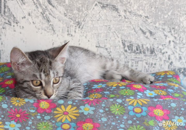 Котенок в добрые руки