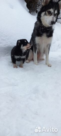 Собака в добрые руки отдам бесплатно