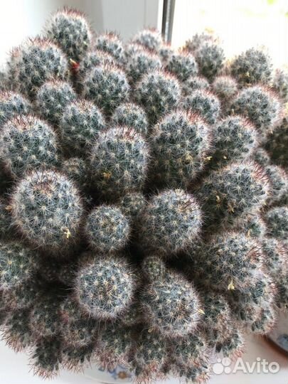 Кактус (цветущий)