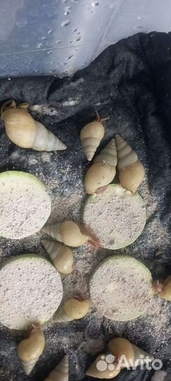 Чистокровные Улитки Лимиколярия Фламмеи/униколор