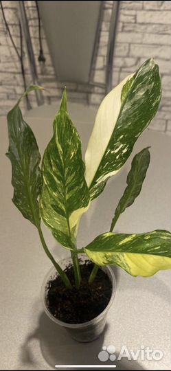 Спатифиллум Джемини