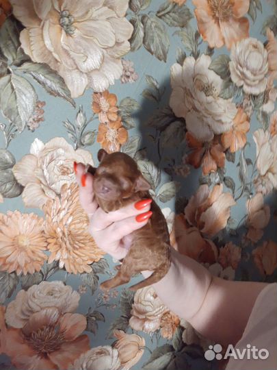 Мальтипу ф1f1 на -Июль-Август-сент беспл Бронь