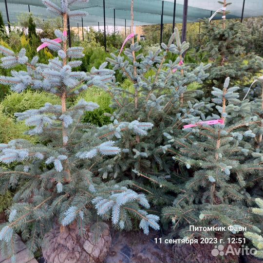 Ель Колючая Глаука Кейбаб Экстра 40-60 см