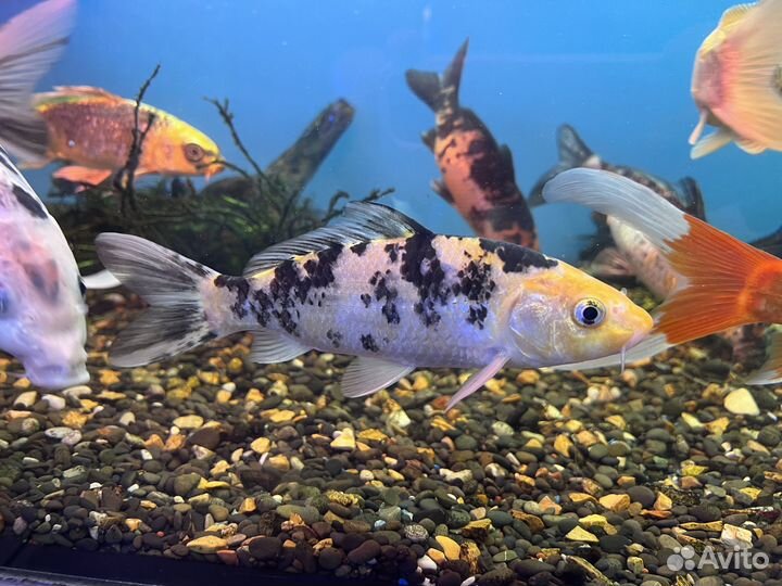 Карп кои, кометы, прудовая рыба