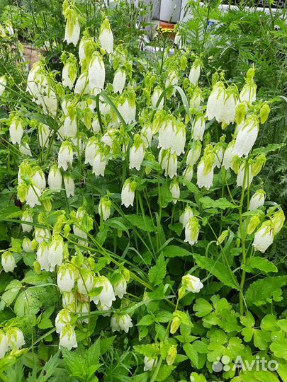 Зимующие многолетники