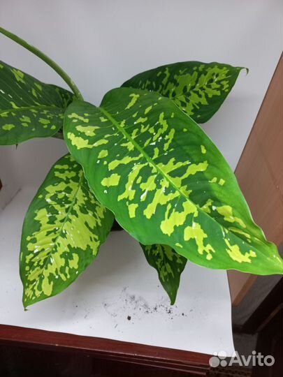 Дифенбахия creta триколор новинка