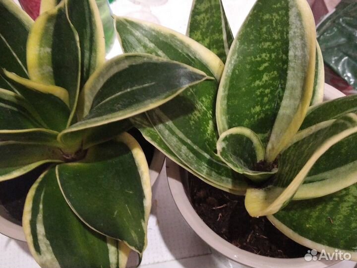 Сансивиерия сортовая низкорослая