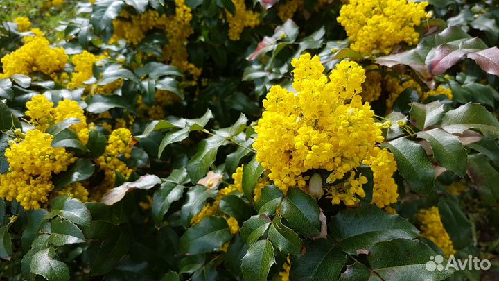 Декоративные кустарники