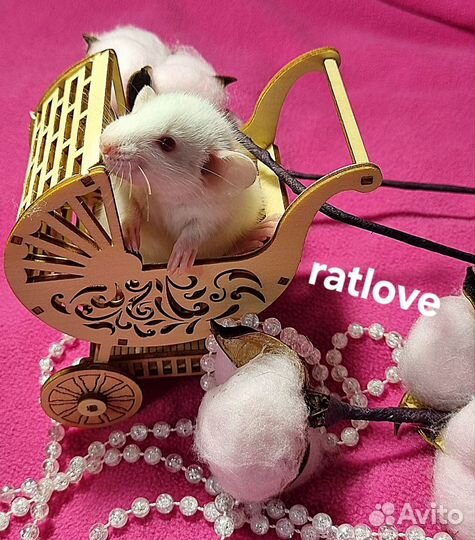 Крысята дамбо девчонки