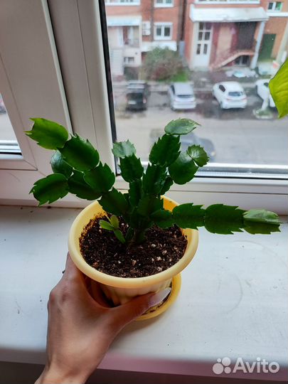 Декабрист Шлюмбергера