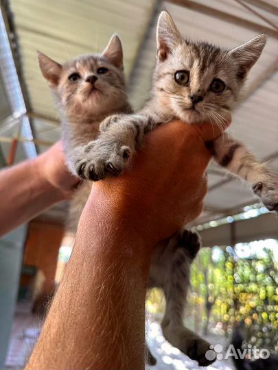 Котята в добрые руки бесплатно