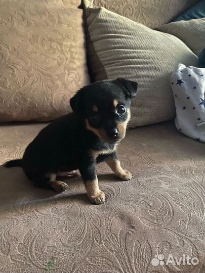 Вязка Мини той-терьер