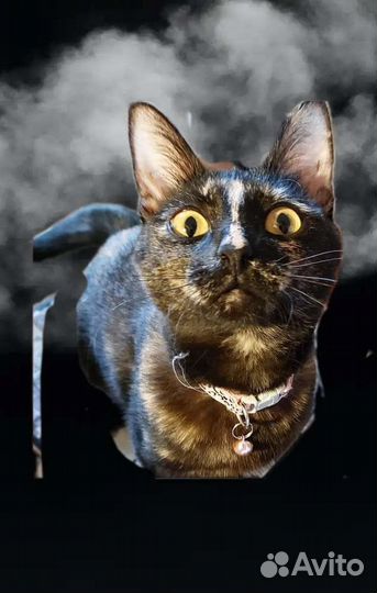 Кошка Фиби 8 месяцев, стерелизованна,привита