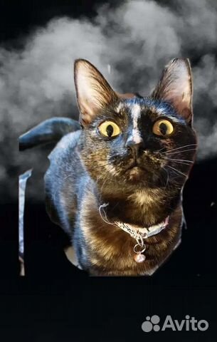 Кошка Фиби 8 месяцев, стерелизованна,привита