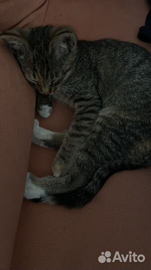 Нашли котенка, ищем хозяев