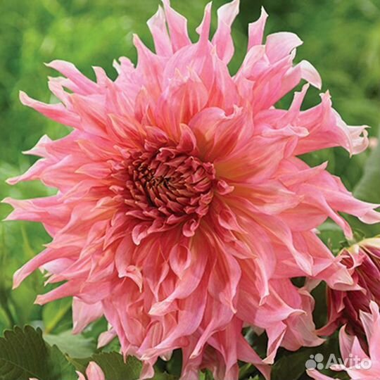 Черенки сортовых георгин (часть 3 )