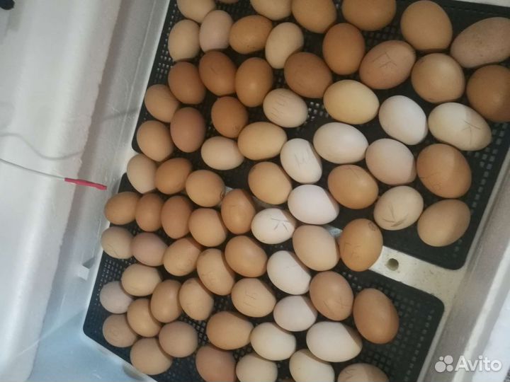 Инкубационное яйцо