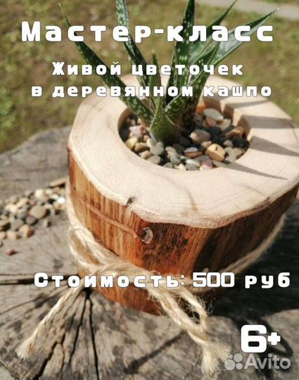 Мастер-класс Живой цветочек в деревянном кашпо