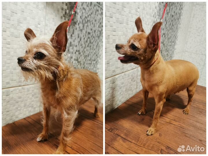 Стрижка (груминг) собак