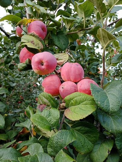 Участок 4,3 сот. (СНТ, ДНП)