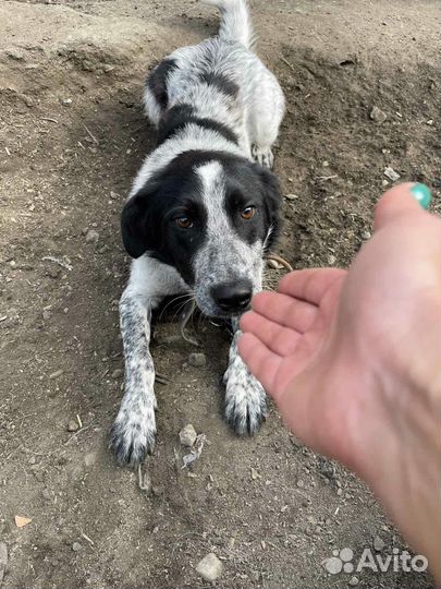 Молодой, ласковый метис