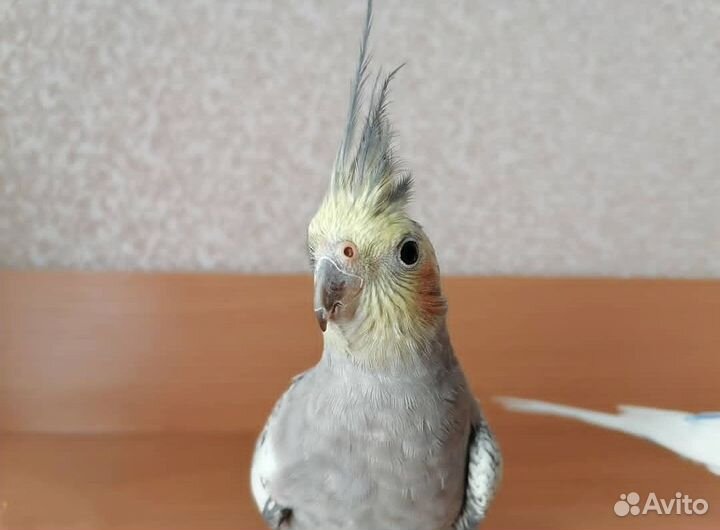 Корелла самка