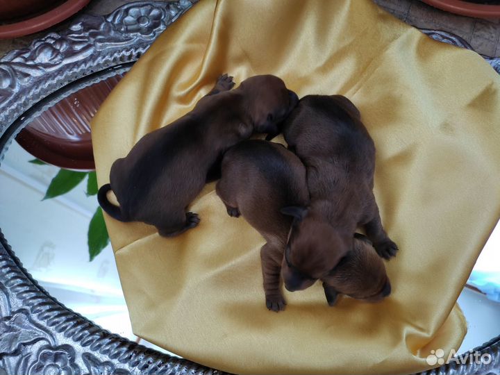 Такса, щенки, щенки таксы, гладкошерстная такса