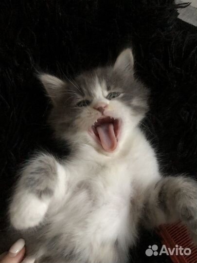 Котенок мальчик