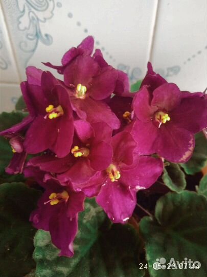 Фиалки сенполии