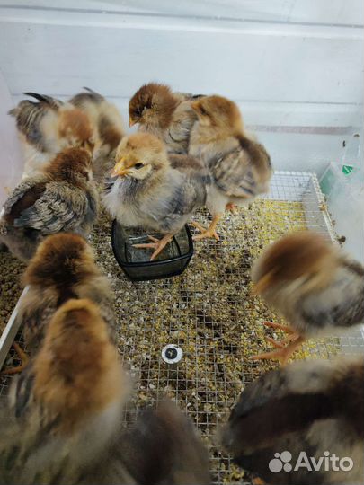 Яйцо домашнее