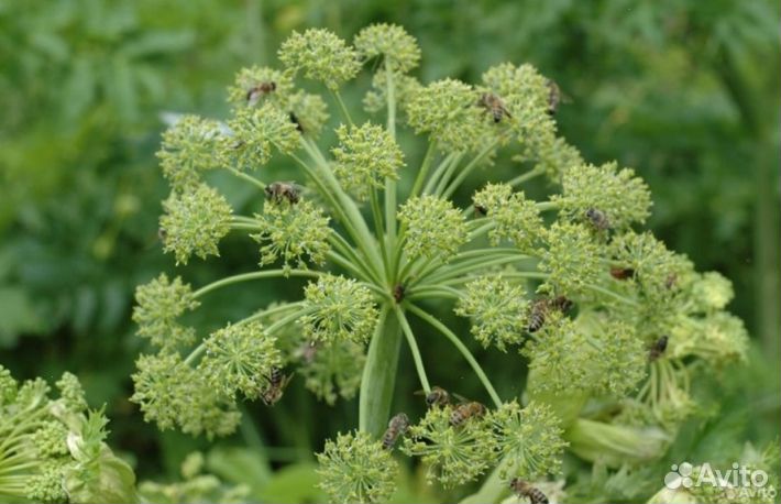 Мёд из Алтая оптом