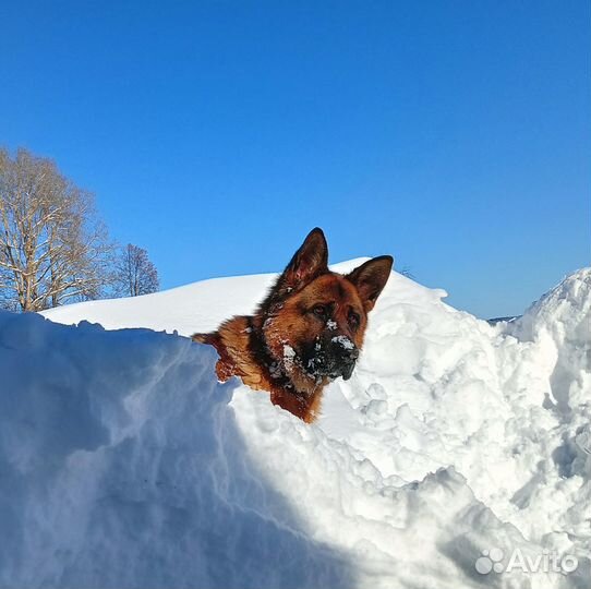 Немецкая овчарка вязка (кобель)