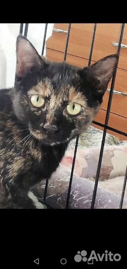 Кошка Мальва