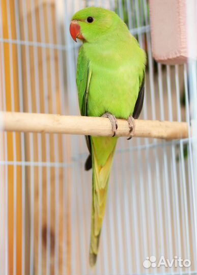 Ожереловый зеленый попугай птенцы