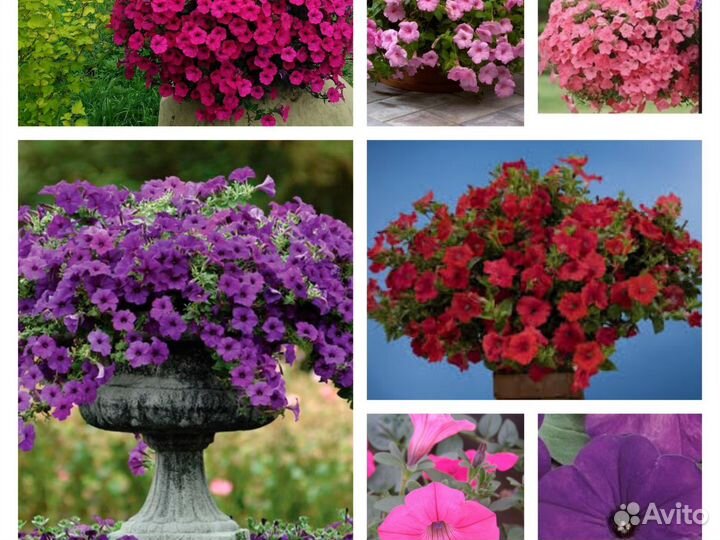 Петуния Тайдал ампельная