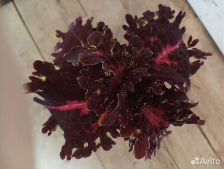 Колеусы, немантус, кислица