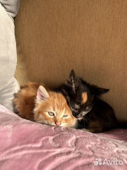 Котики бесплатно