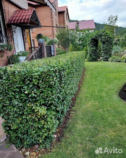 Дерен белый Сибирика