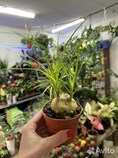 Бокарнея нолина