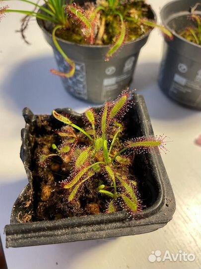 Росянка хищное растение